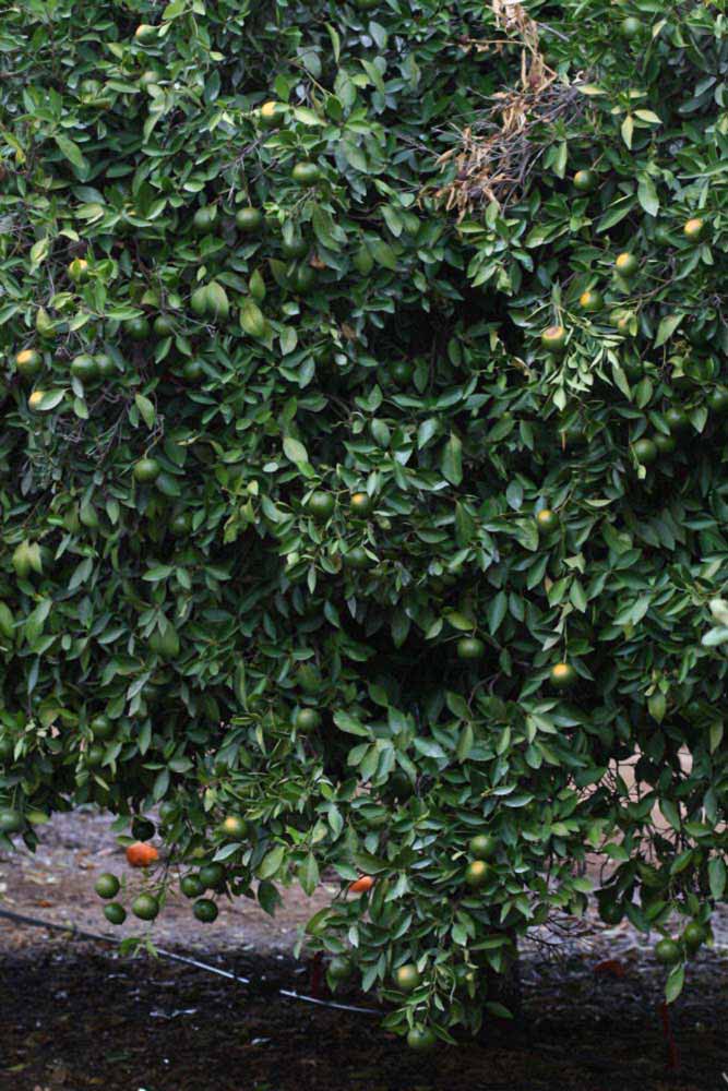            Habit (Riverside, CA)   